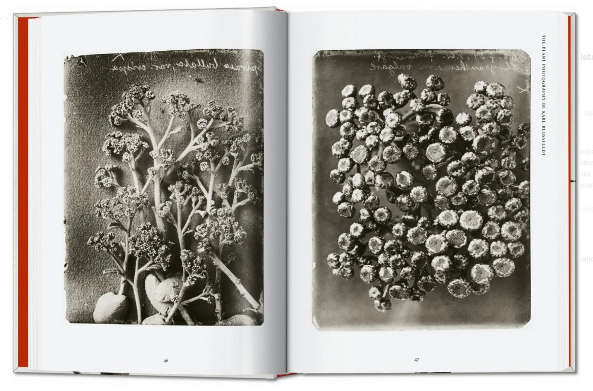 Karl Blossfeldt: The Complete Published Work. 40th Ed.