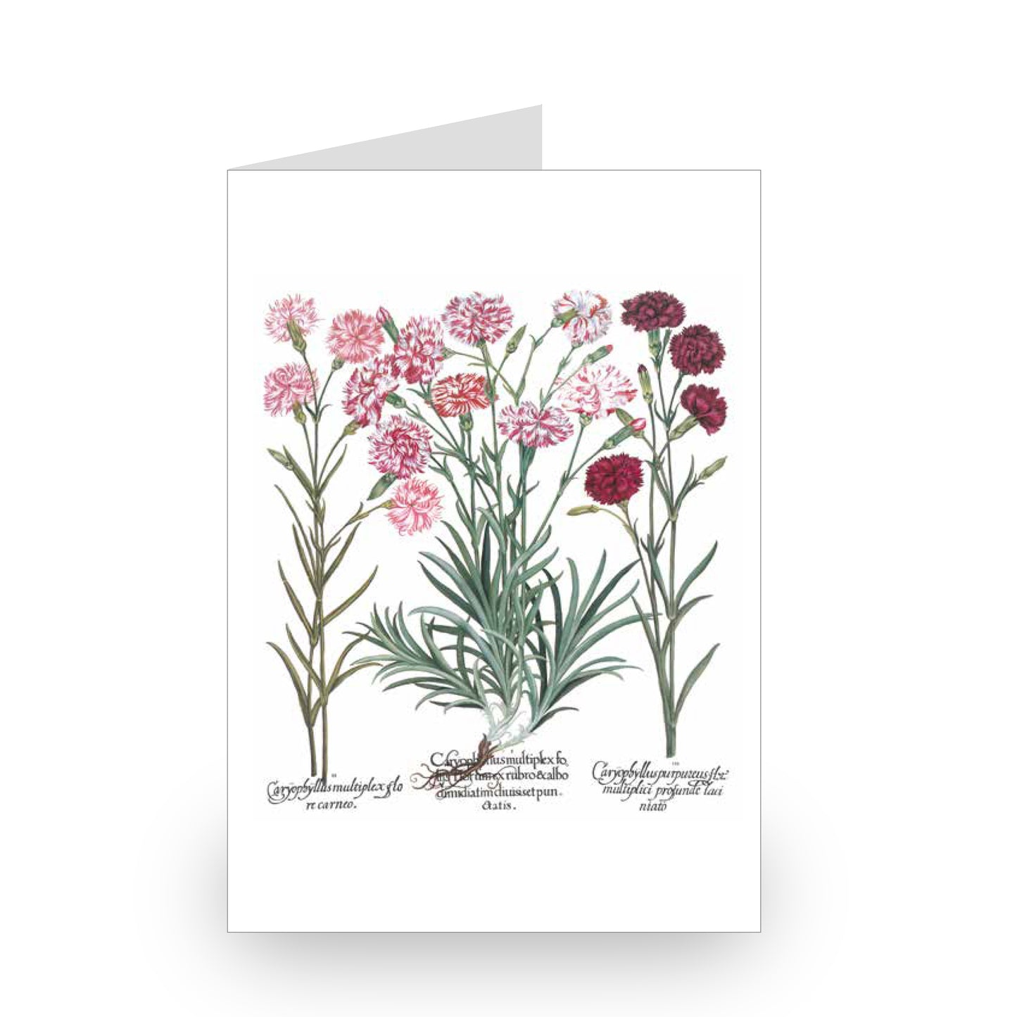 Besler Botanicals Notecard Set