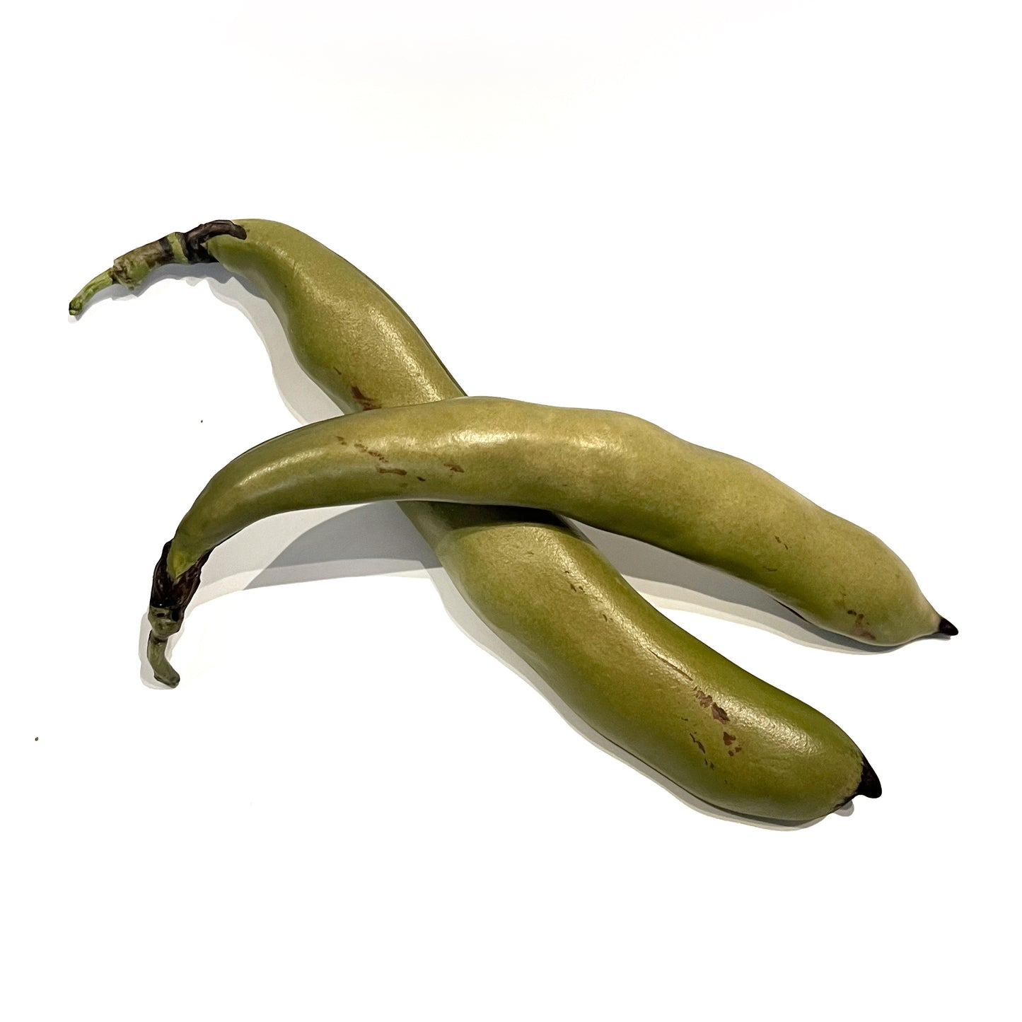 Naturwunder Collection Broad Bean