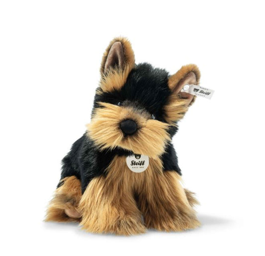 Hansi the Yorkshire Terrier