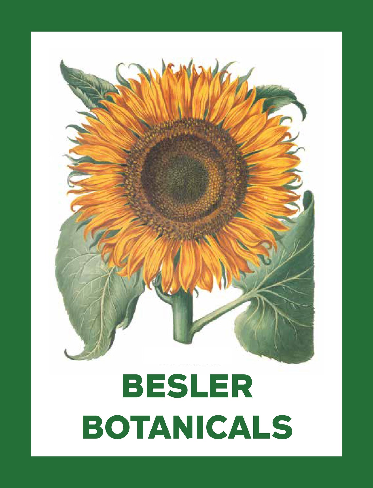 Besler Botanicals Notecard Set