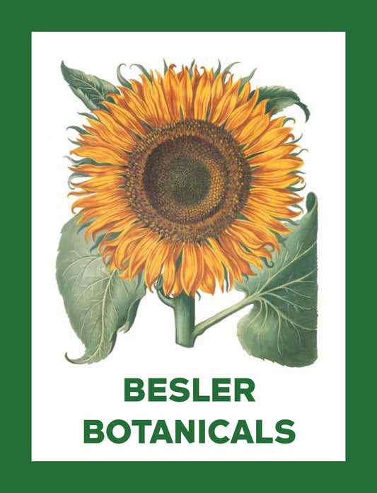 Besler Botanicals Notecard Set