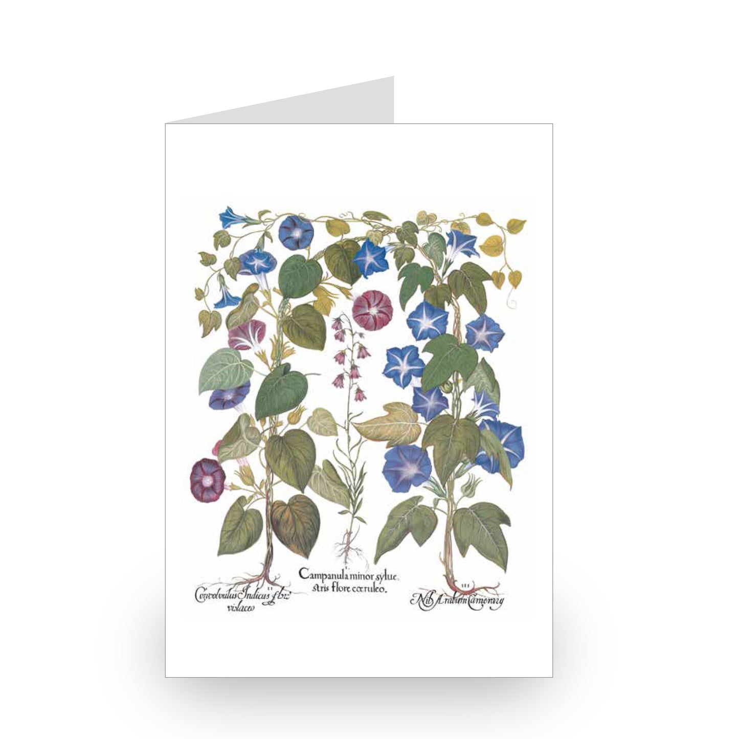 Besler Botanicals Notecard Set