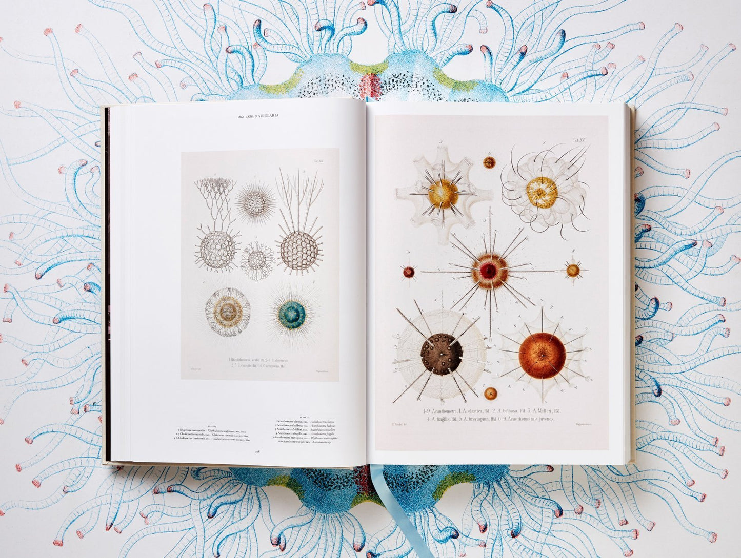 The Art and Science of Ernst Haeckel. By Rainer Willmann and Julia Voss.