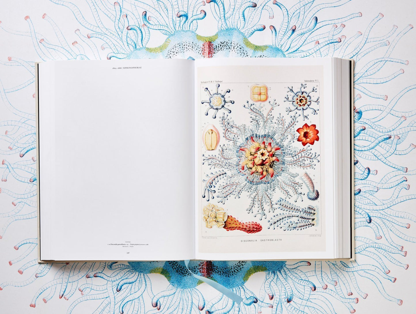 The Art and Science of Ernst Haeckel. By Rainer Willmann and Julia Voss.