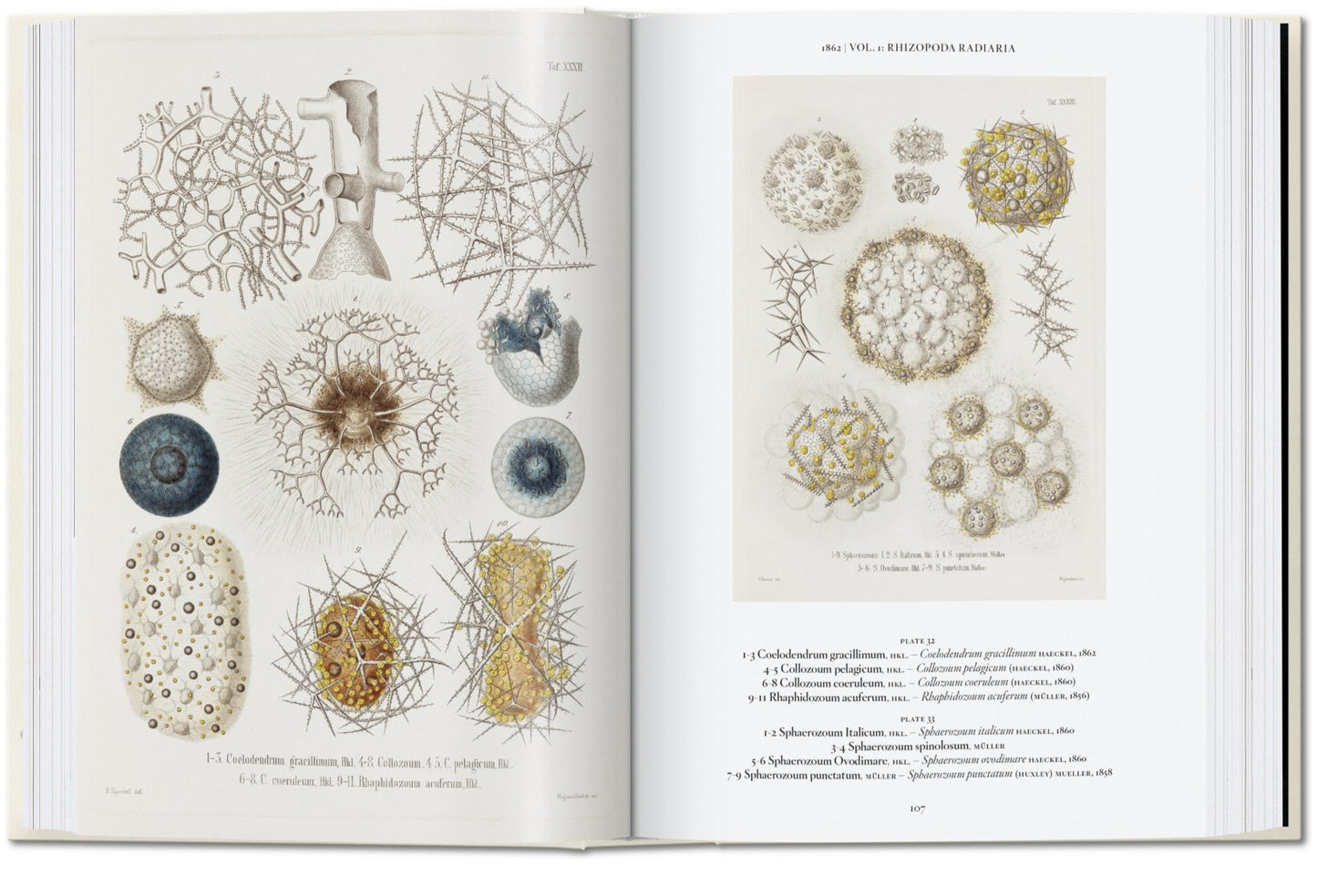 The Art and Science of Ernst Haeckel. 40th Anniversary Edition By Rainer Willmann and Julia Voss