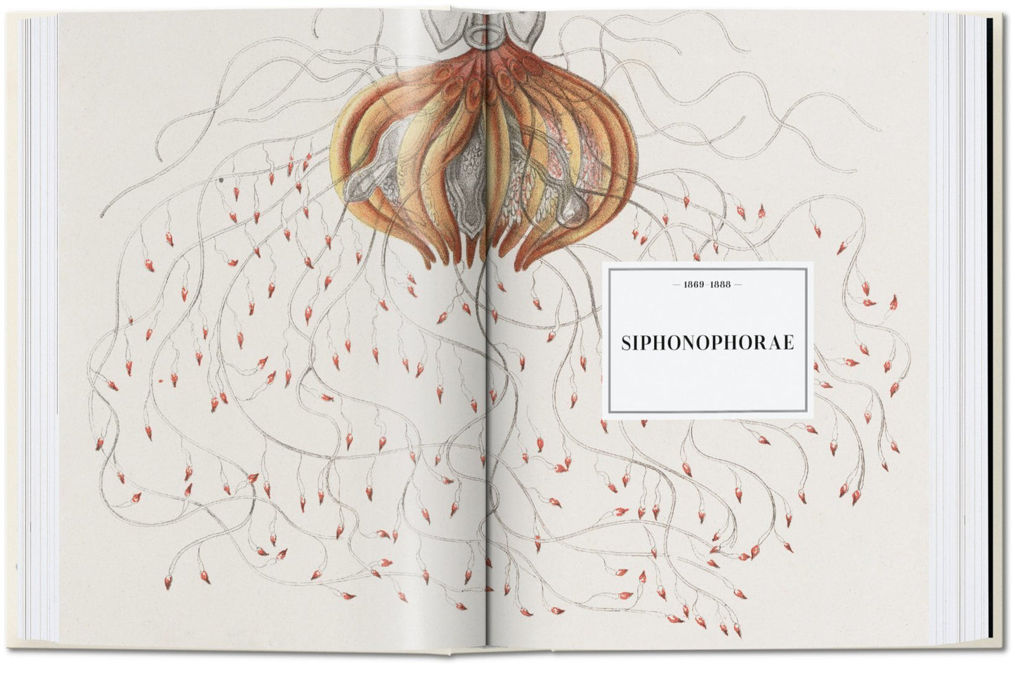 The Art and Science of Ernst Haeckel. 40th Anniversary Edition By Rainer Willmann and Julia Voss