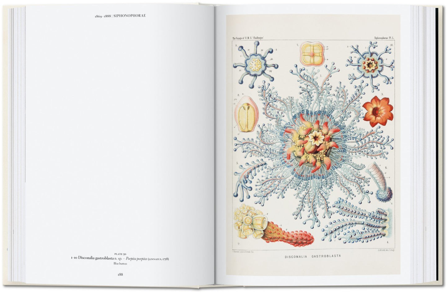 The Art and Science of Ernst Haeckel. 40th Anniversary Edition By Rainer Willmann and Julia Voss