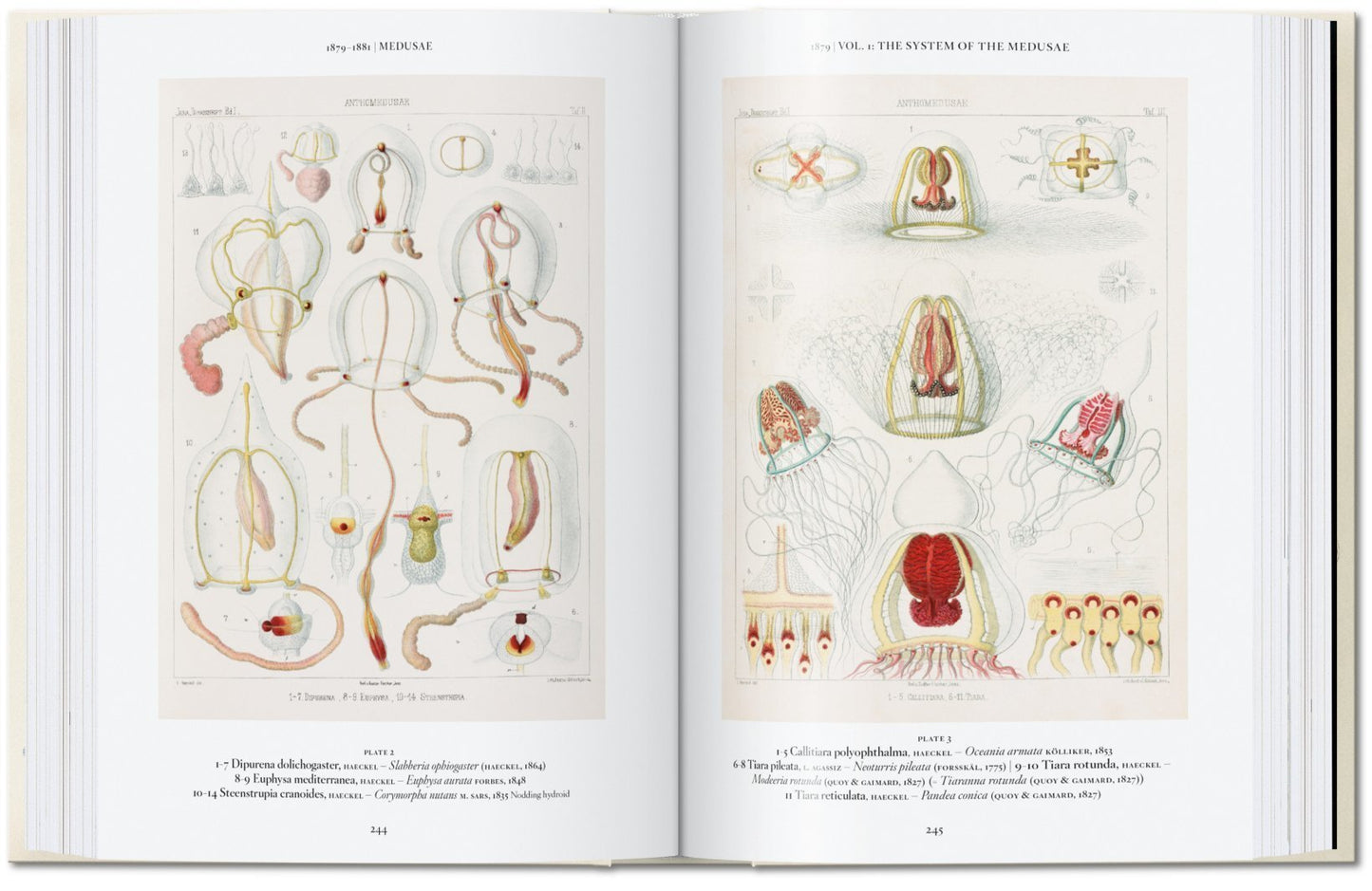 The Art and Science of Ernst Haeckel. 40th Anniversary Edition By Rainer Willmann and Julia Voss