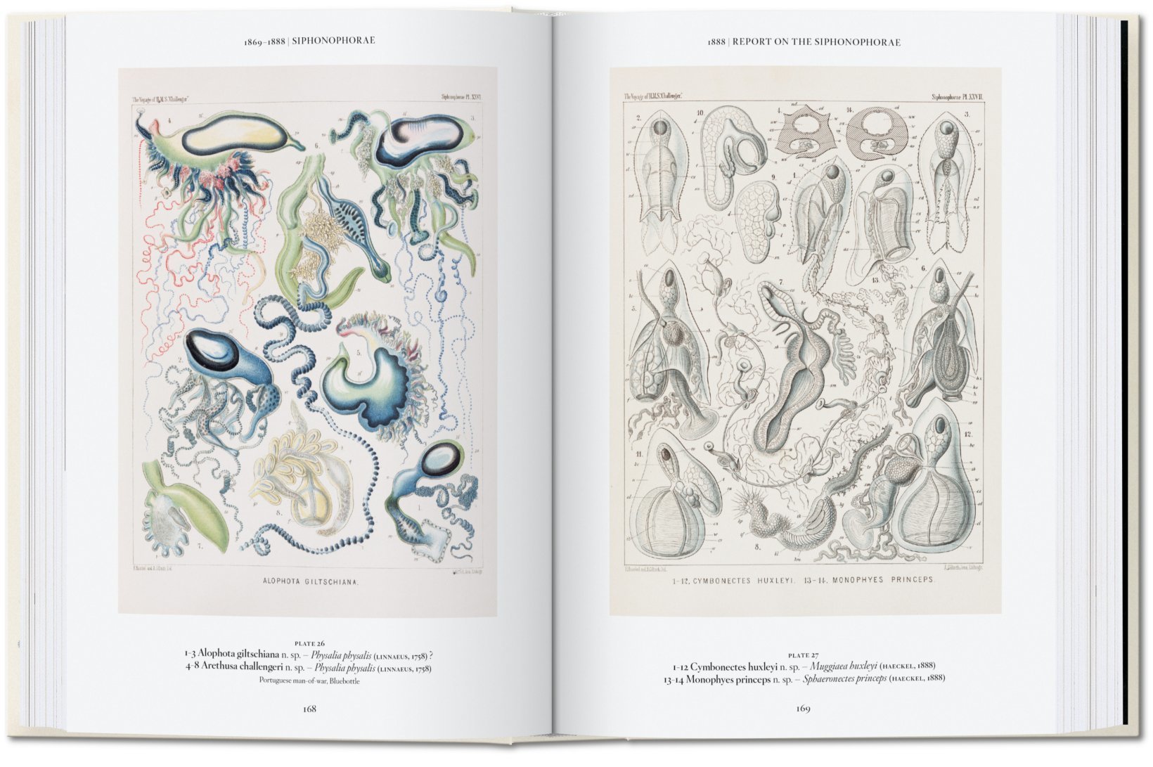 The Art and Science of Ernst Haeckel. 40th Anniversary Edition By Rainer Willmann and Julia Voss